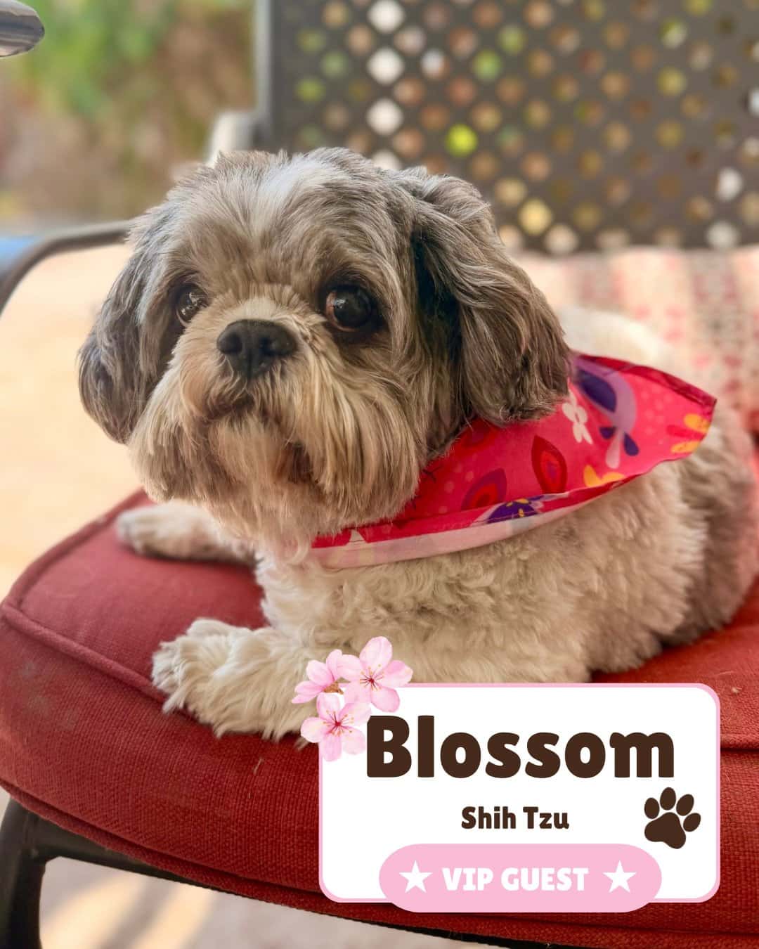 Blossom the Shih Tzu looking at the camera