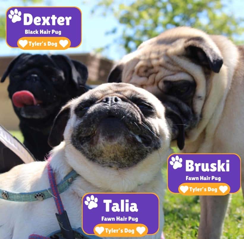 Tyler's three friendly pugs