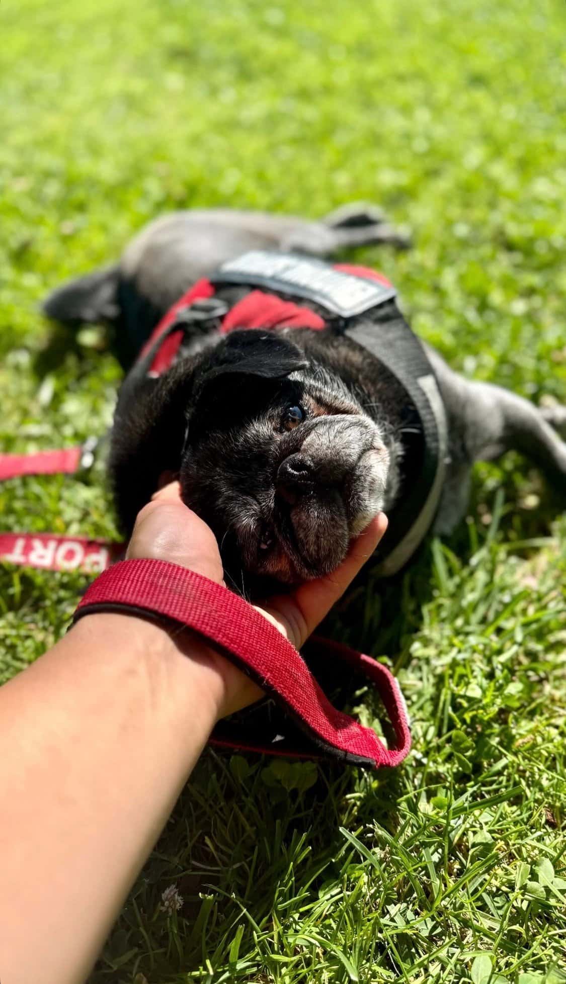 Photo update from a recent stay at Tyler's Pet Boarding