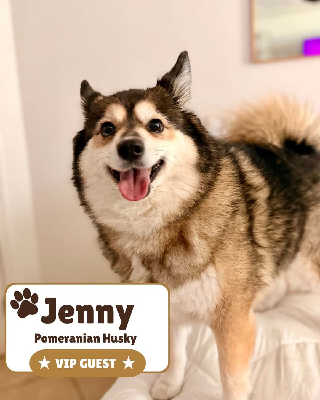 Jenny the husky relaxing indoors