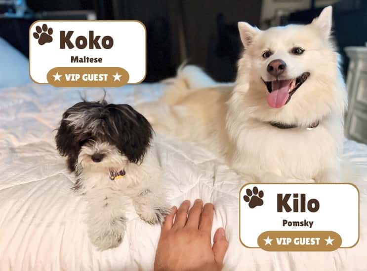Koko and Kilo snuggled together on a dog bed