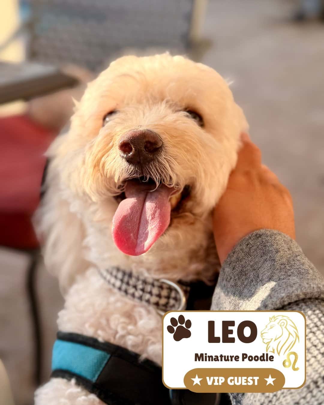 Leo the poodle after grooming