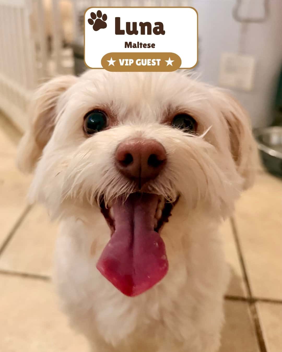 A happy Maltese smiling for the camera