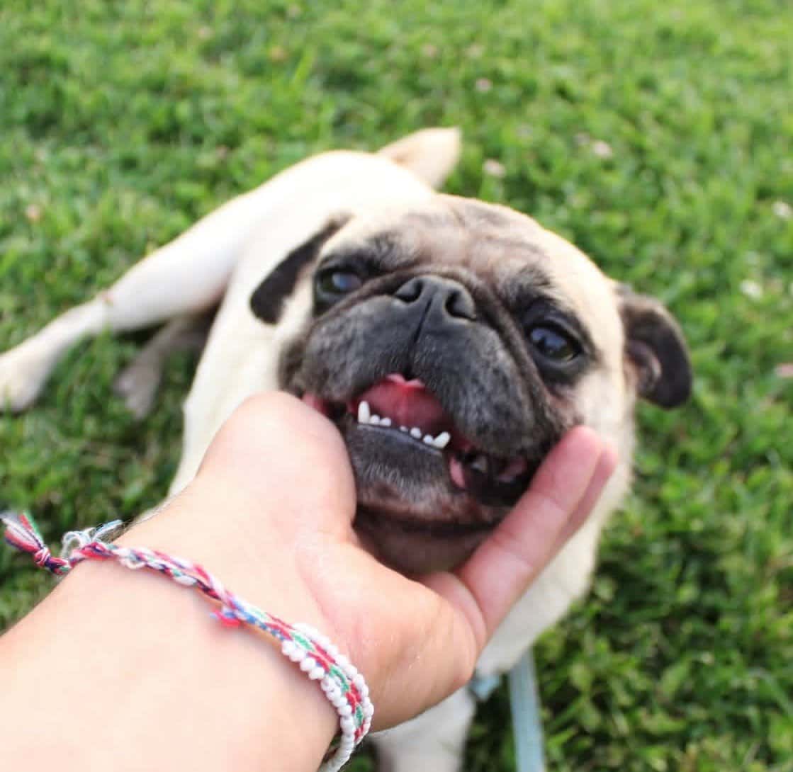 A smiling pug lying in the grass
