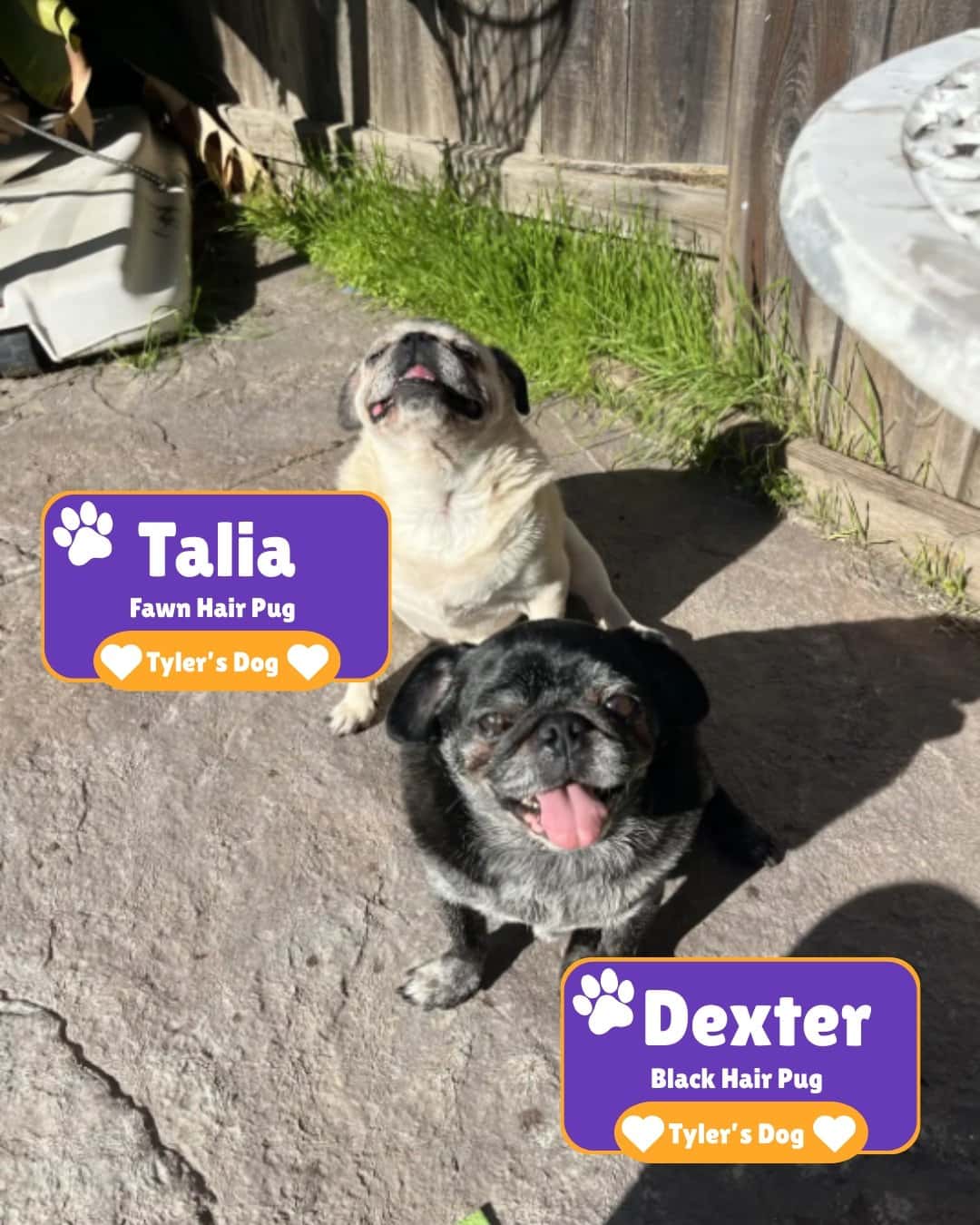 Talia and Dexter playing in the fenced yard