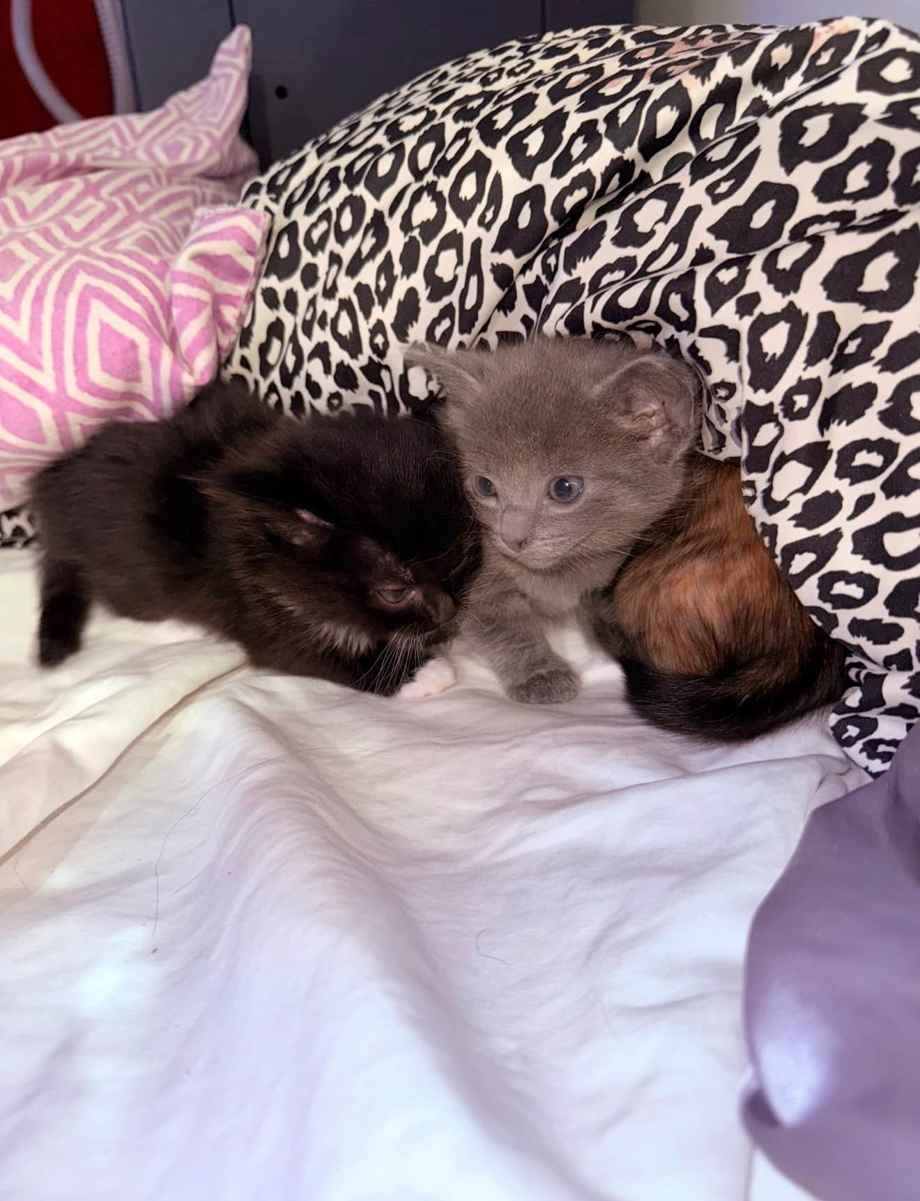 Two kittens boarding in a calm, quiet room